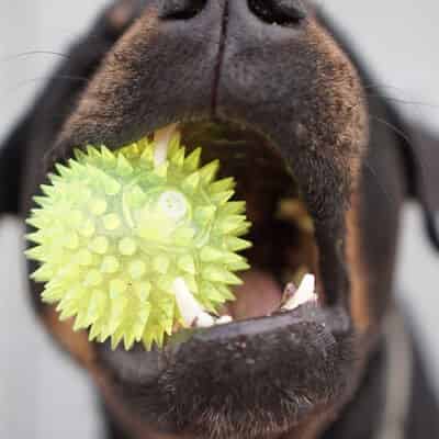Mon chien claque des dents