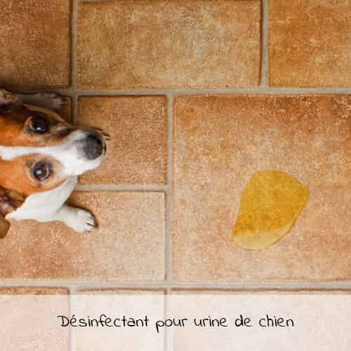 Désinfectant pour urine de chien