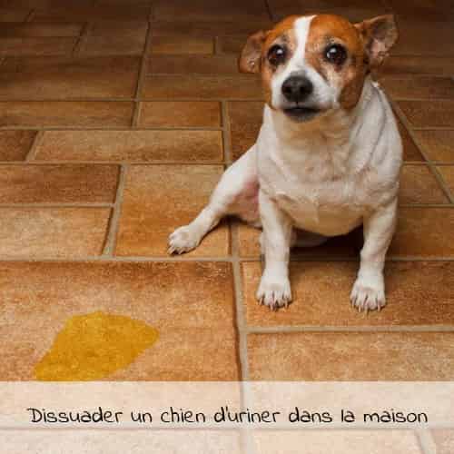 Dissuader un chien d'uriner dans la maison