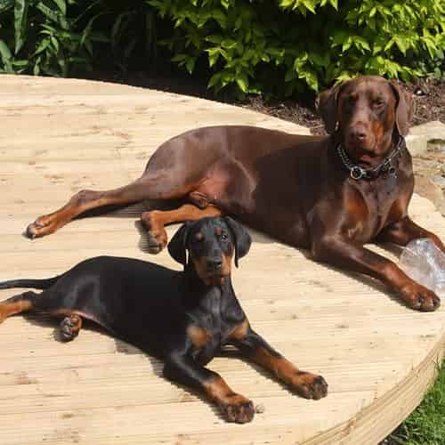 Dobermann de couleur noir