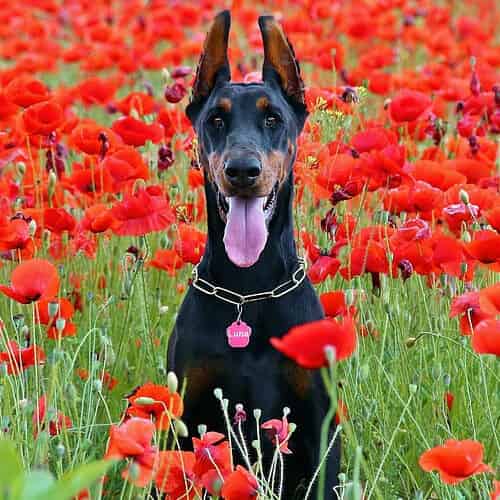 Dobermann aux oreilles coupées