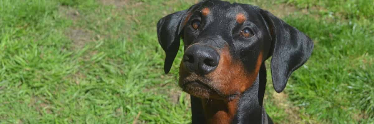 Elevage de Dobermann