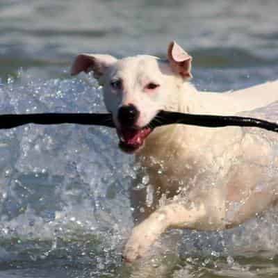 Un sport d’eau
