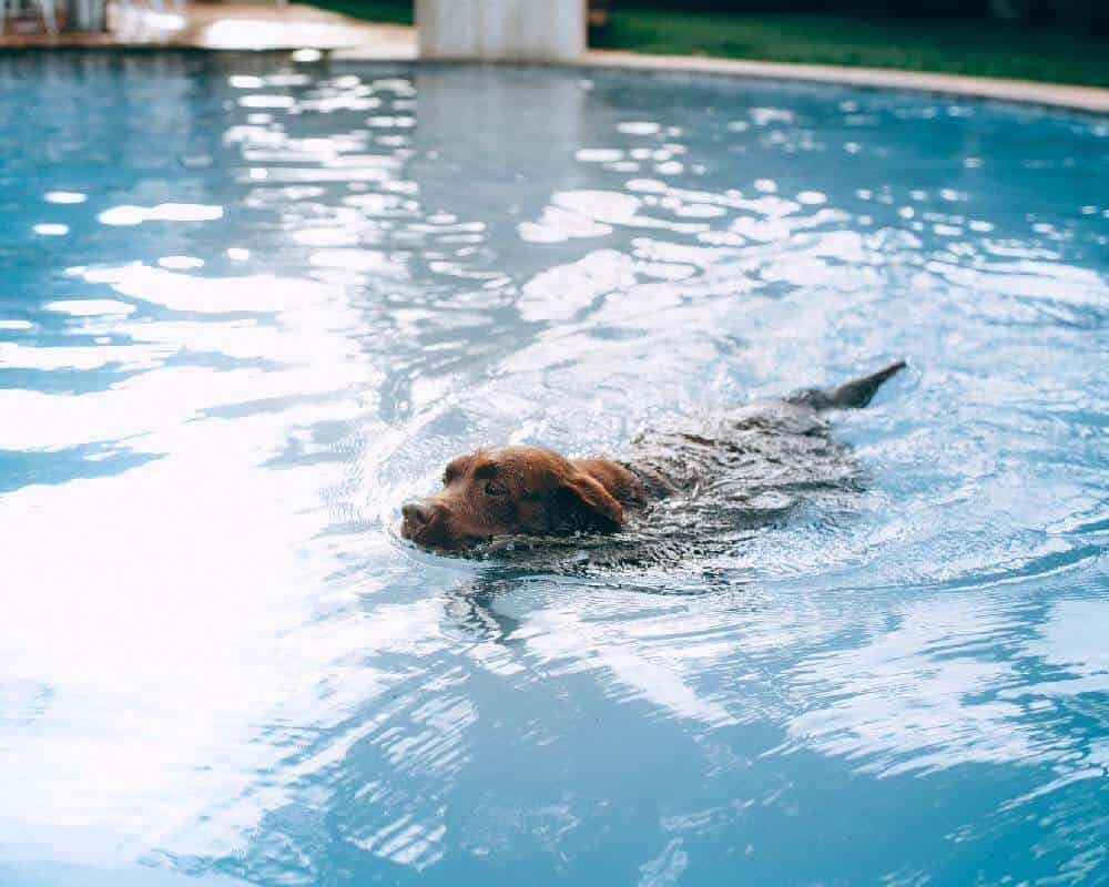 Mon chien peut-il aller dans ma piscine ?