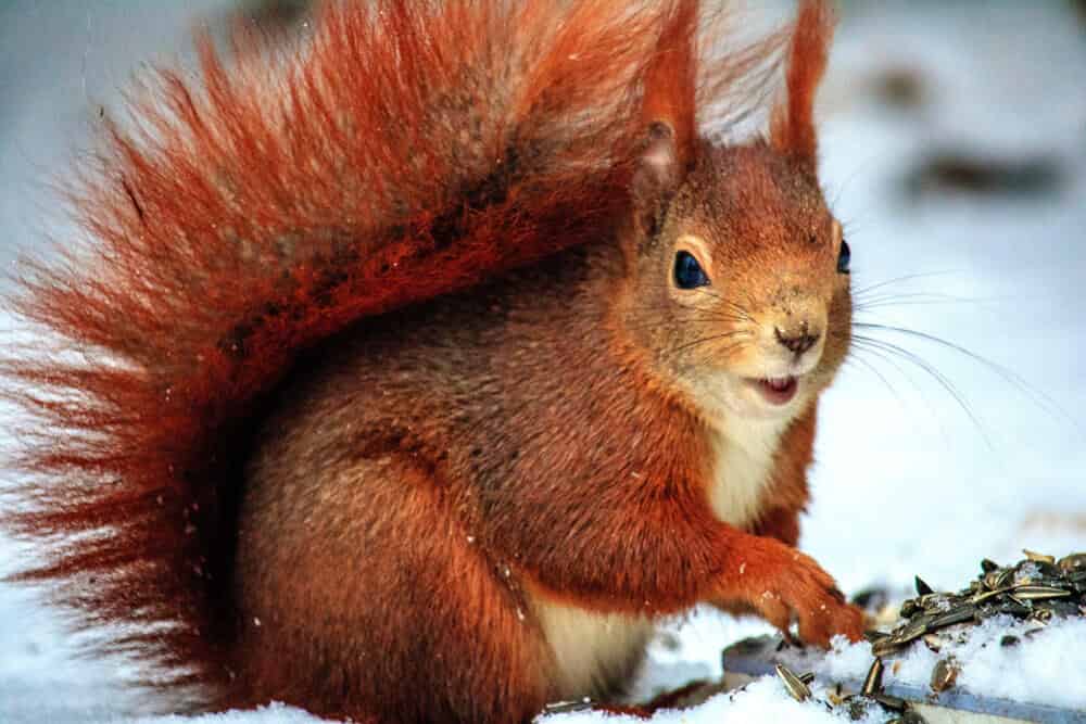 Ecureuil mignon
