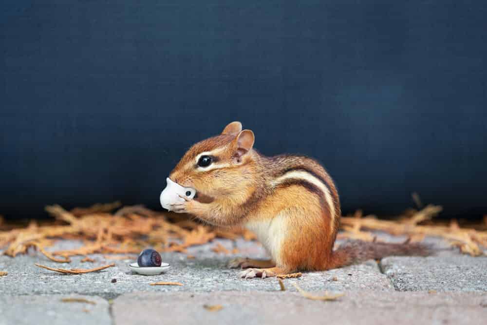 Ecureuil mignon