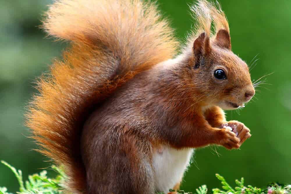 Ecureuil mignon