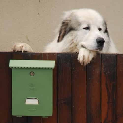 Pourquoi les chiens attaquent les facteurs ?