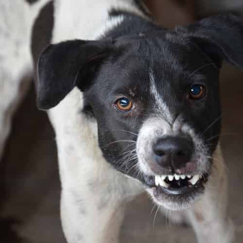 Des livres conseils pour trouver des solutions à l'agressivité de votre chien peureux