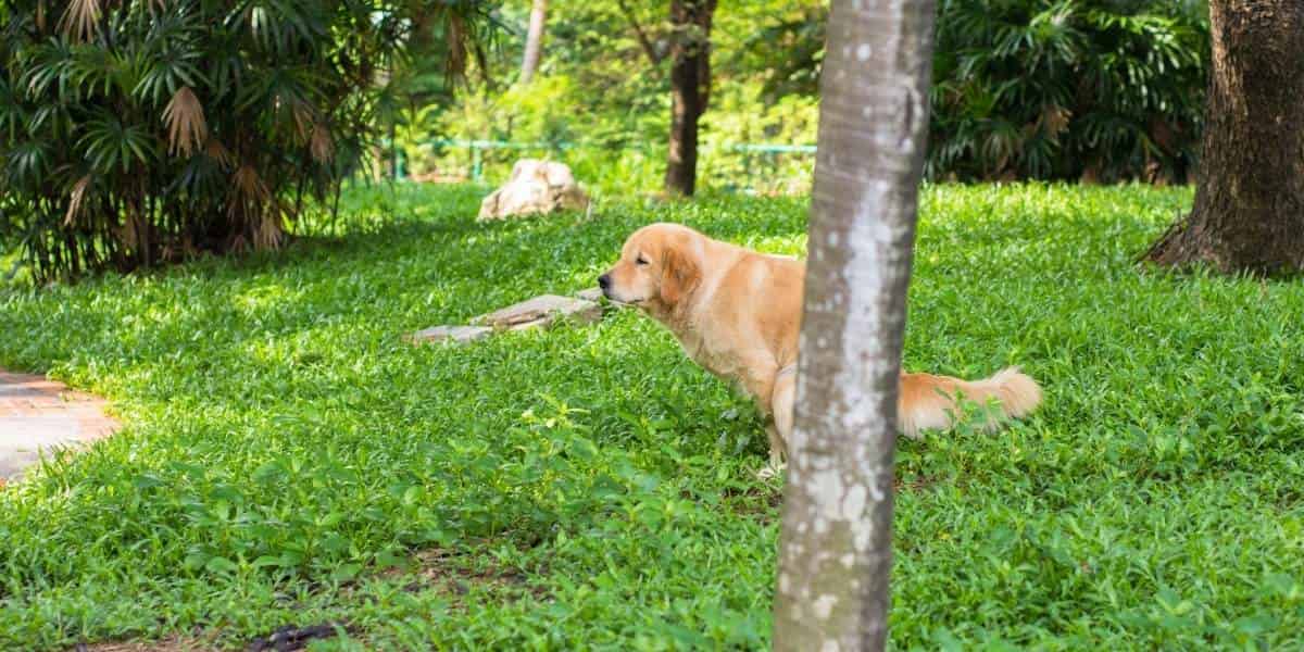 Fortiflora chien, quel effets secondaires ?