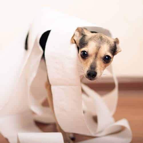 Quand donner Fortiflora à son chien ?