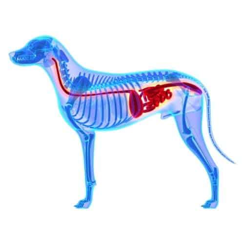 Comprendre le système immunitaire de son animal de compagnie