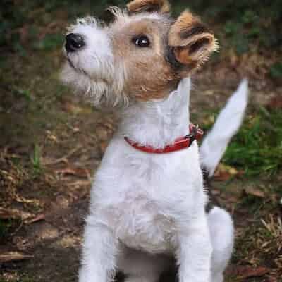 Fox Terrier