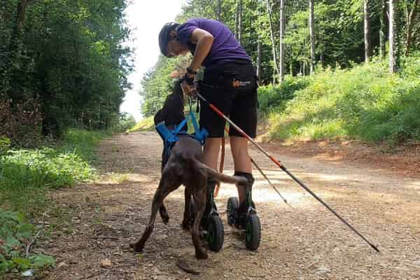 Harnais de traction Free Motion NON-STOP Dogwear