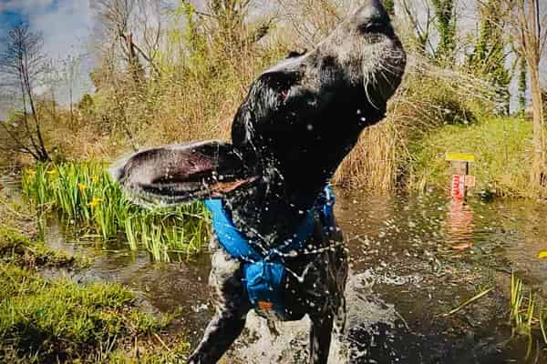 Harnais de traction Free Motion NON-STOP Dogwear