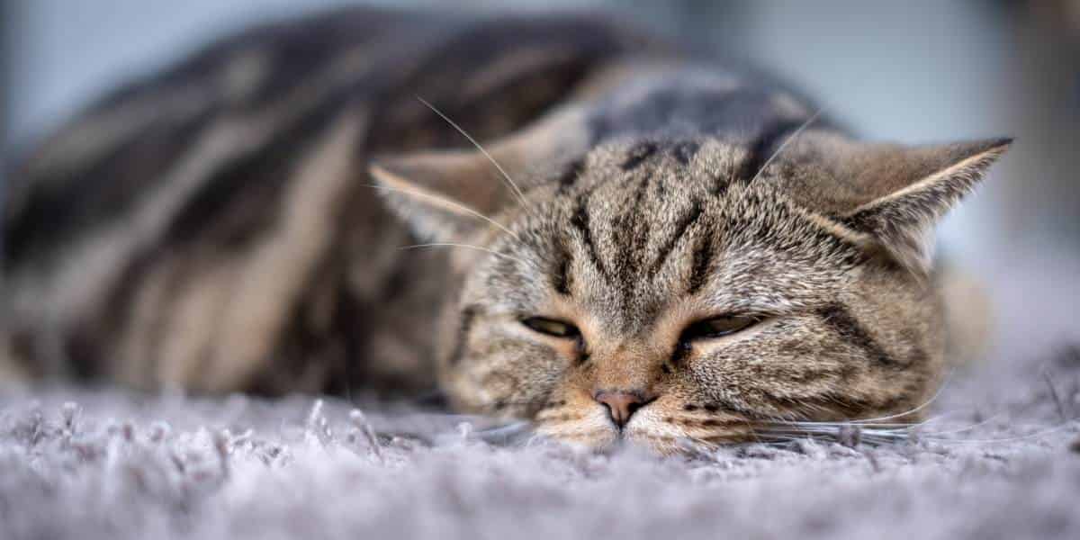 Combien de temps dure une gastro chez le chat ?