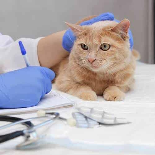 La durée de la gastro entérite du chat