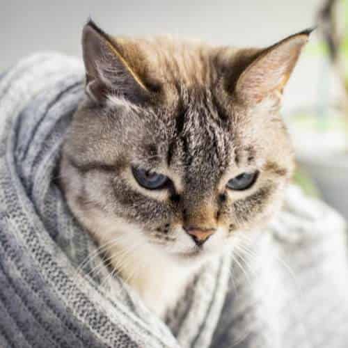 Comment savoir si mon chat a la gastro ?