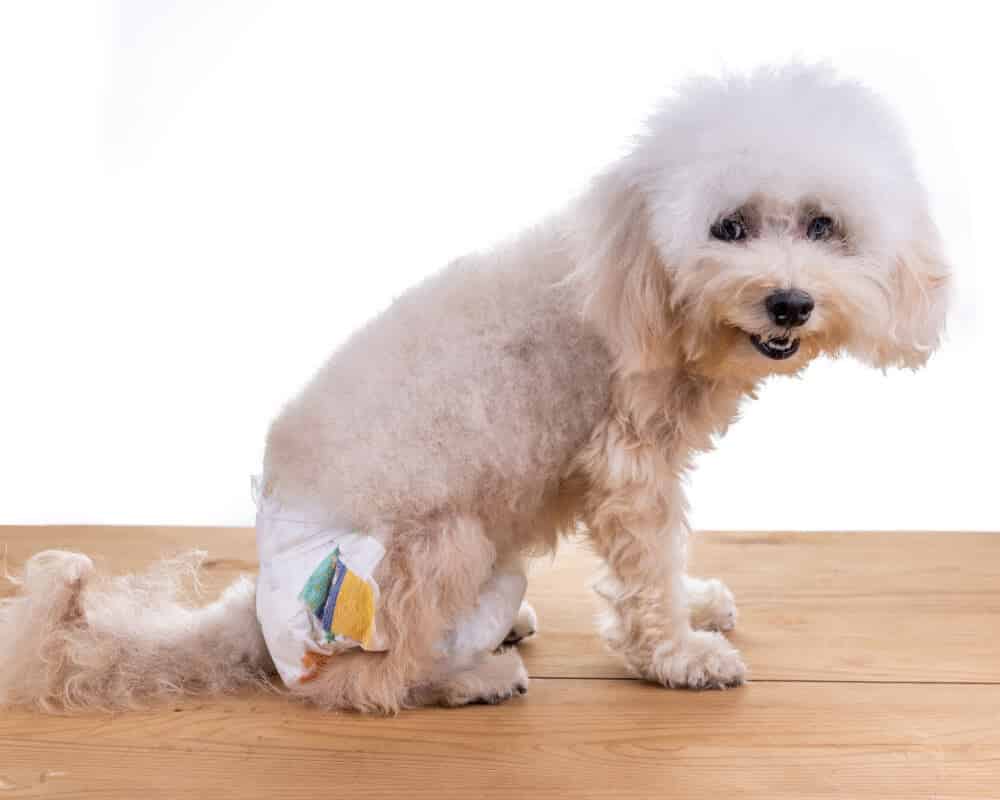 Comment gérer un chien incontinent ?