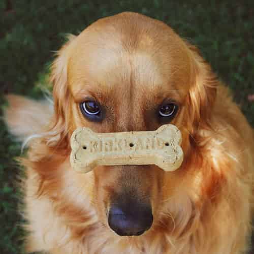 Classement des races de chiens les plus intelligentes