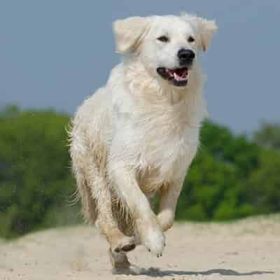 Le golden retriever