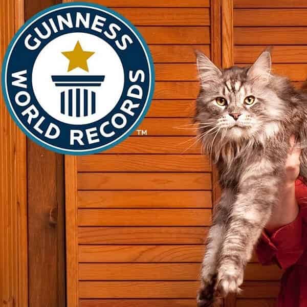 Quel est le plus gros chat du monde ?