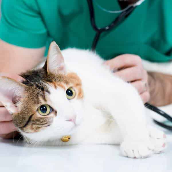 Biseptine pour chat : nettoyer les plaies et éviter les infections