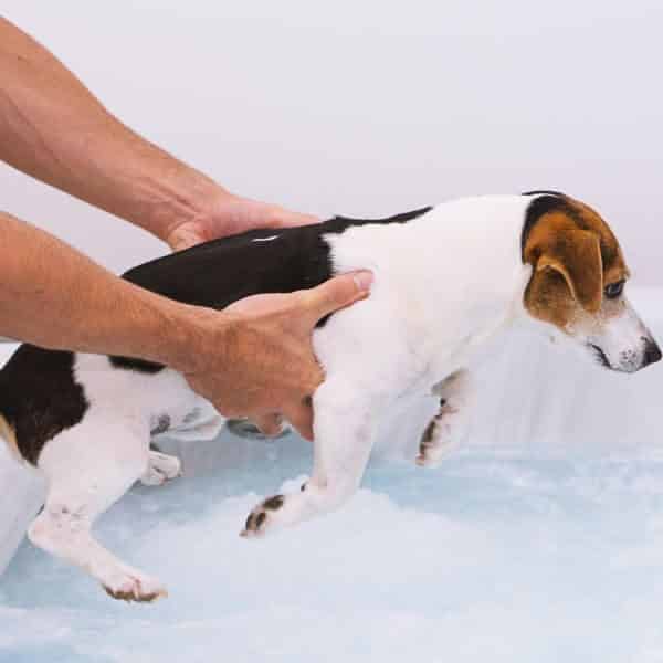 Laver un chien avec délicatesse