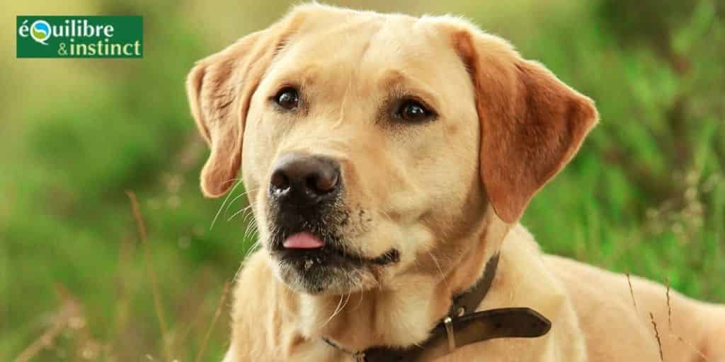 Photo chien