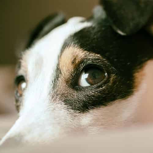 Jack Russell