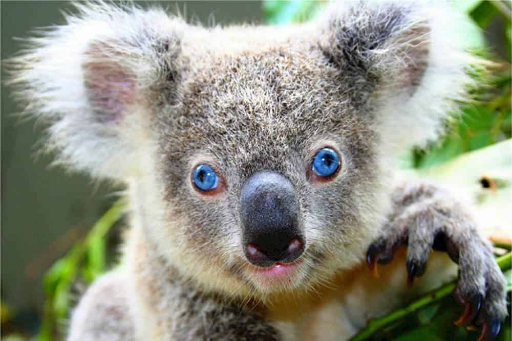 Koala mignon
