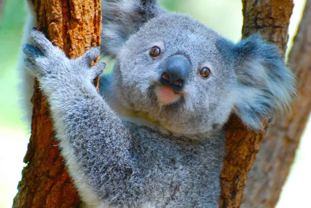 Koala mignon