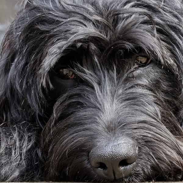 Tout savoir sur la race de chien Labradoodle