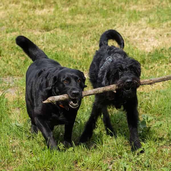 Labrador VS Labradoodle