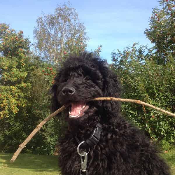 Quel est le prix d’un Labradoodle ?