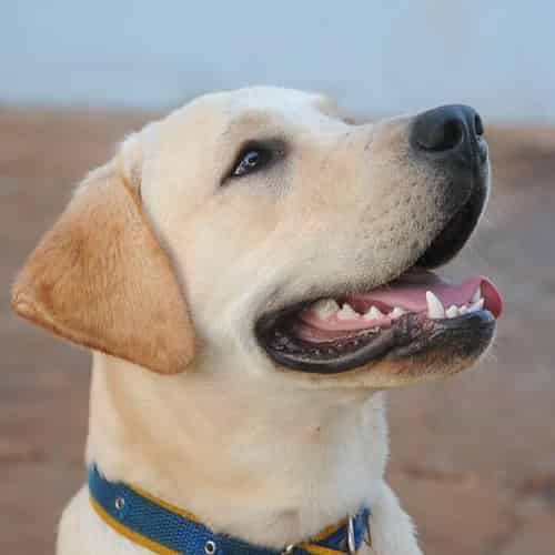 Tout savoir sur le Labrador