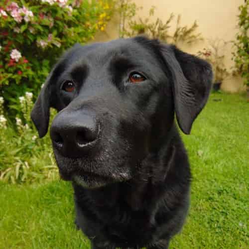 Labrador retriever