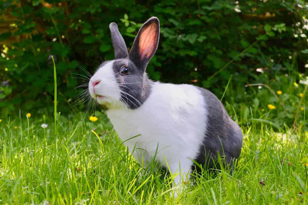 Lapin mignon