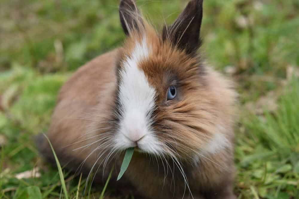 Lapin mignon