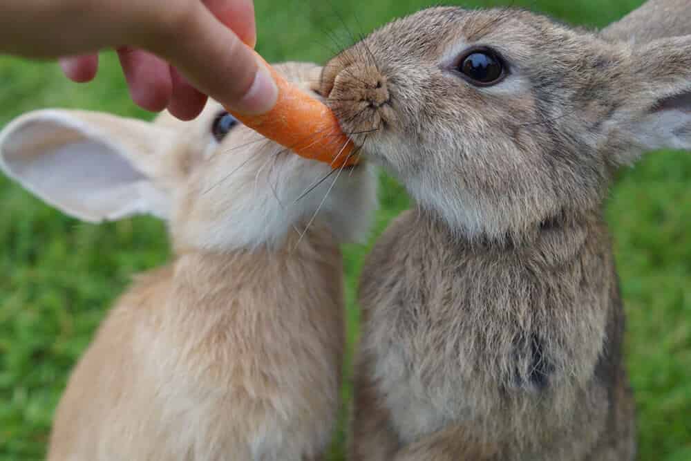 Lapin mignon