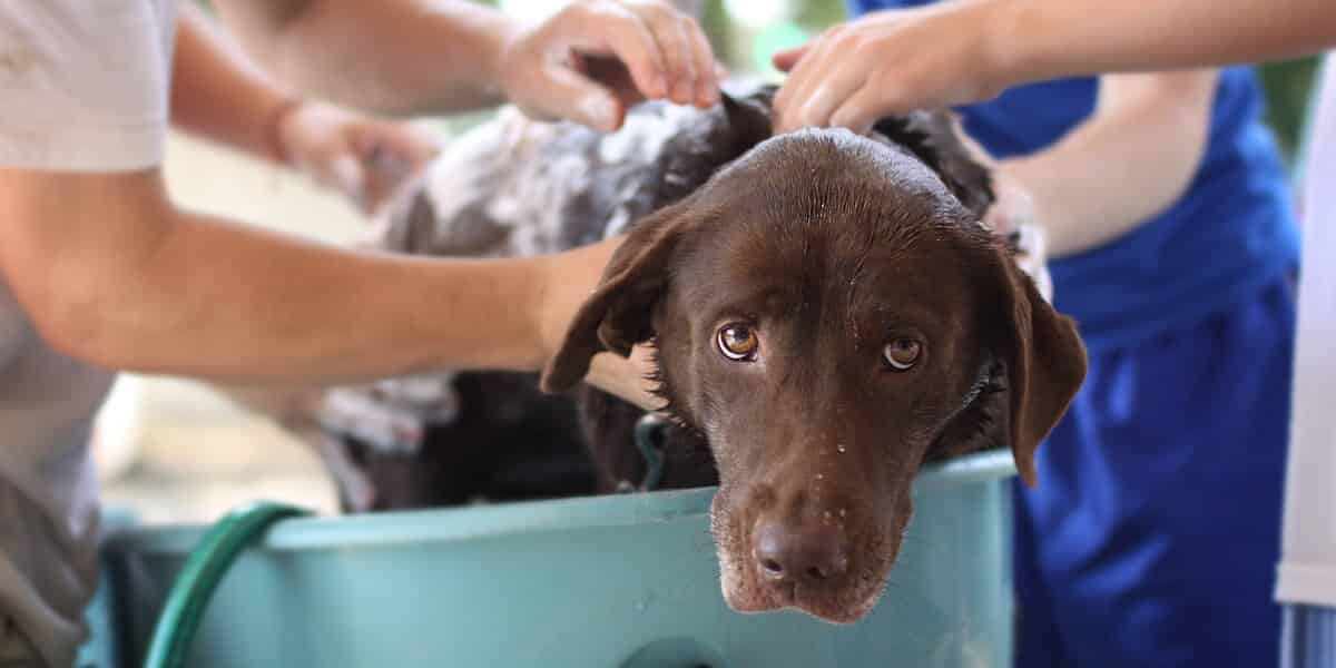 Avec quoi laver son chien quand on a pas de shampoing