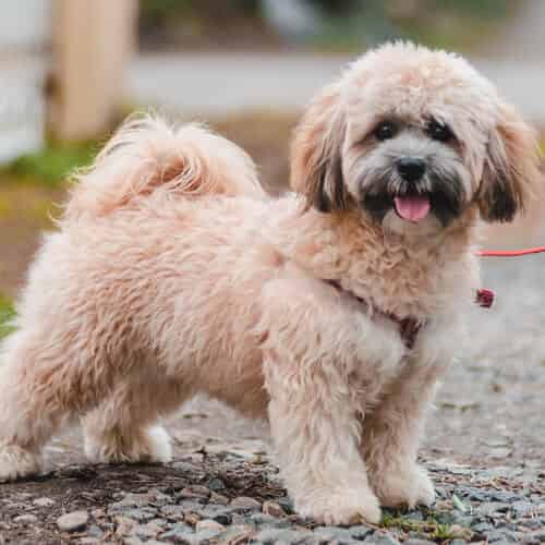 Le Lhassa Apso