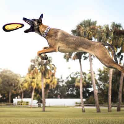Malinois en pleine action, un chien dynamique et intelligent