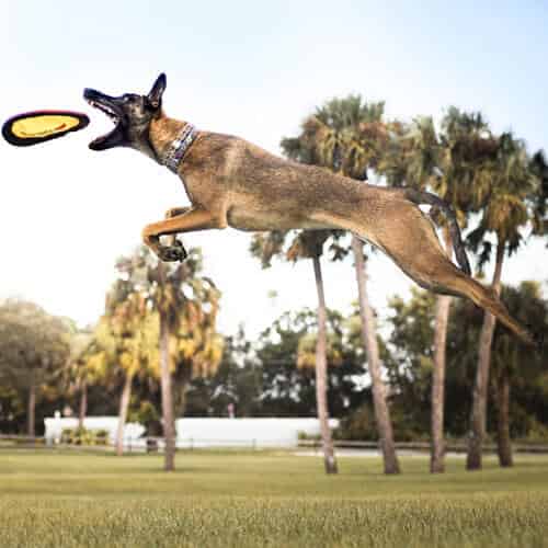 Chiot Malinois noir dressé avec méthode et bien socialisé