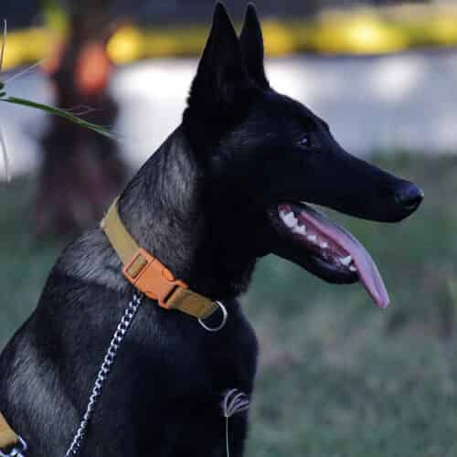 Berger Belge Malinois noir en pleine course, agile et dynamique