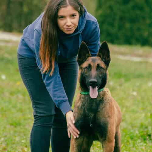 Malinois noir : un chien intelligent au pelage rare