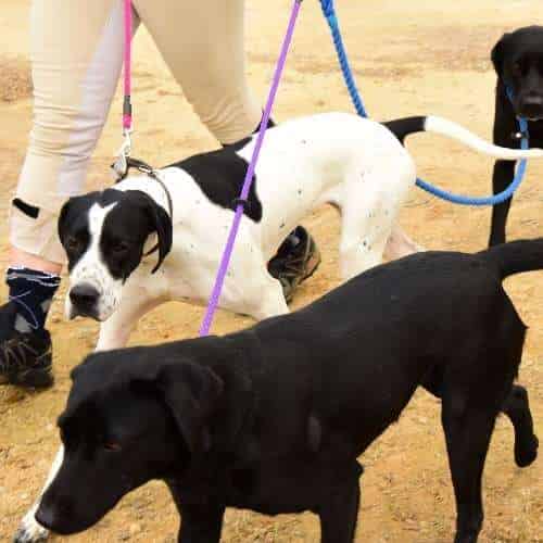 Équipement pour chien pour une balade de plusieurs km