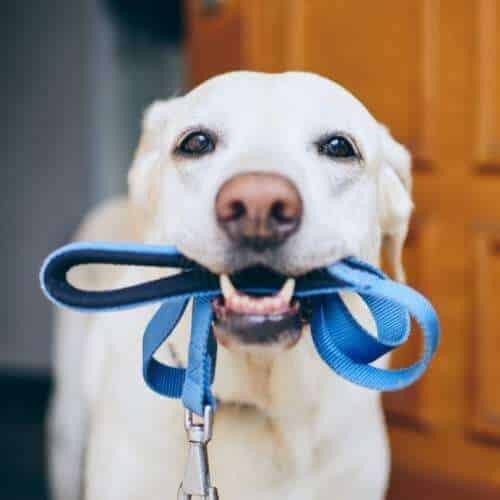 Marche pour un chien : combien de km peut-il se promener ?