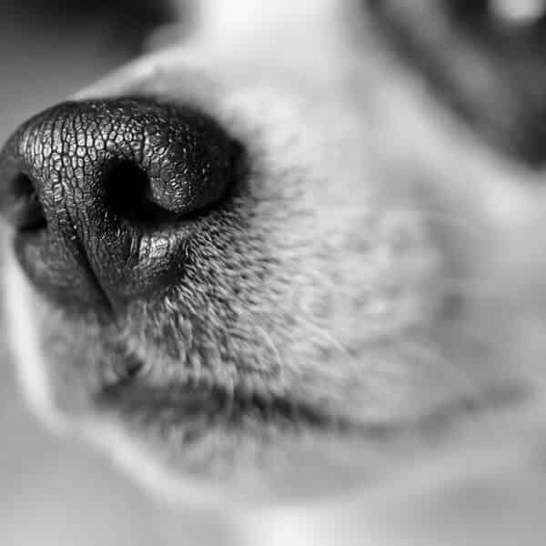 Est-ce que les moustaches de chien repoussent ?