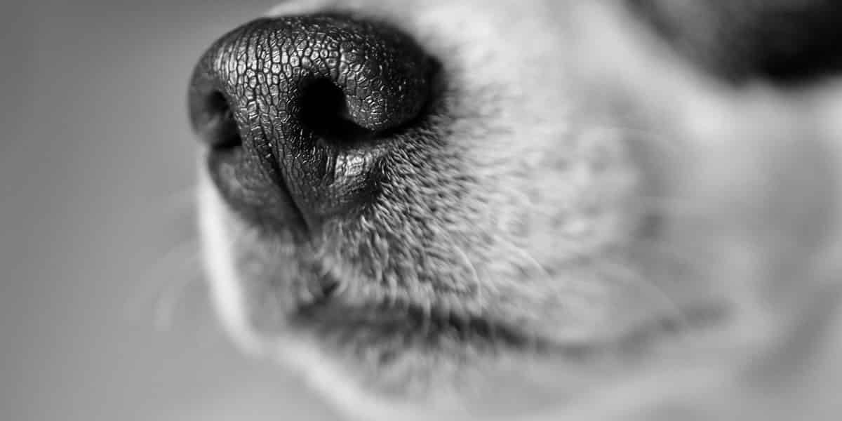 Est-ce que les moustaches de chien repoussent ?